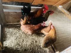 Hens Eggs laying
