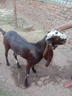 kurbani