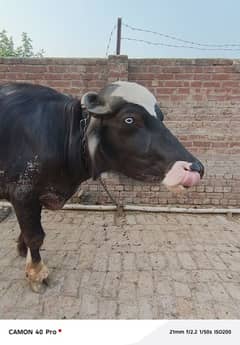 kata for Eid Qurba sale. .
