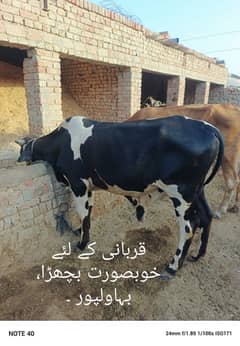 Bachra