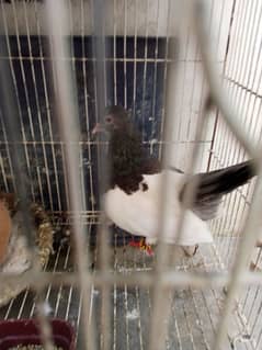 pigeon