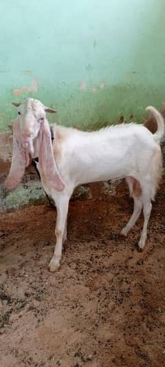 2 dant fresh andu Bakra ready for qurbani