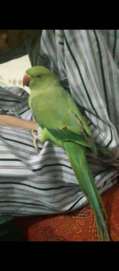 ringneck