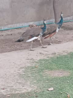 peacock