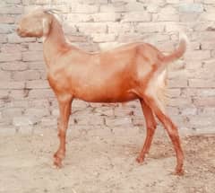 Goat | bakra | sheep | khasi | بکرا | bakry | 200 bakra for sale.