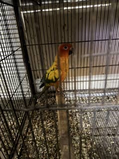 Sun conure