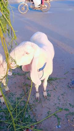larkana gulabi dhumbay
