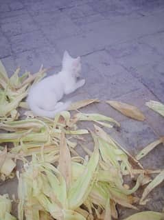 Persian kitten double coated