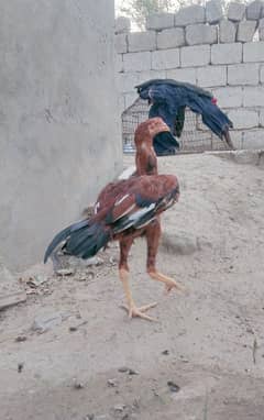 peela patha