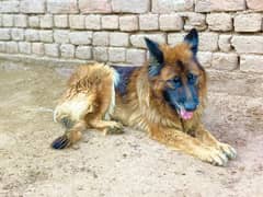 pure German shepherd female dog