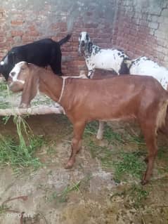 bakra