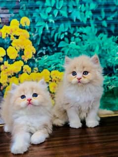 parshion punch face triple cote kitten cat male and female