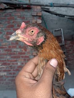 Thai burmi pair for sale