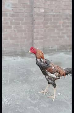 2 aseel hens with 1 aseel cook