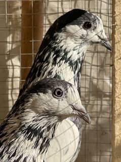 Breedar pair available pigeon/ kabootar