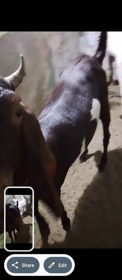 qurbani k bakron ki jori