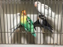 lovebirbs