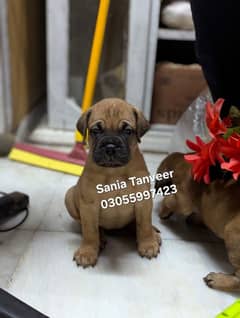 Bullmastiff Pedigree Pups for Sale