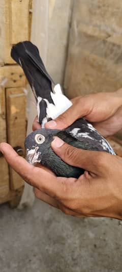 Rampuri Breeder Pair With Eggs