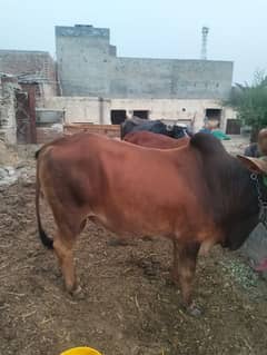 Qurbani  bachra