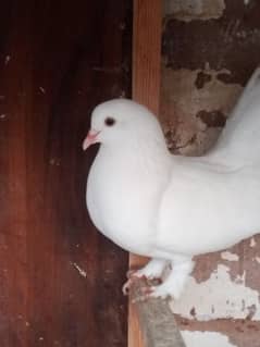 Fancy Tail Laka Pigeons