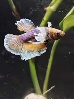 mustard betta fish