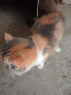 cat for sale