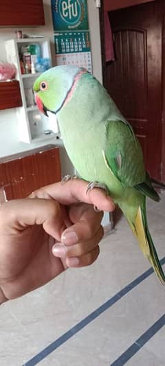 Raw and Ringneck Parrot