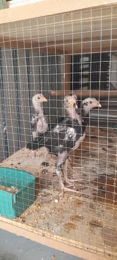 Aseel chicks