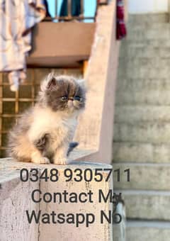 Persian Cat Female Triple Coated Piki Face
