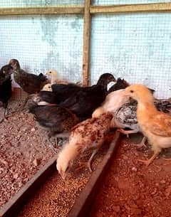 desi chicks