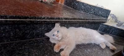 White Persian cat (male)