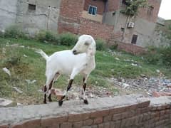 Goat | Bakry | Desi | Qurbani Goat |بکری | Goat Pair