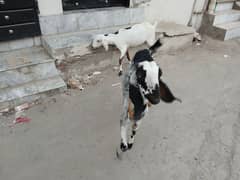 2 Goats for sale
