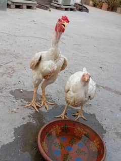 White heera murga murgi
