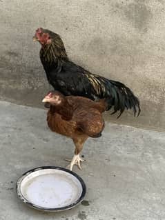 Aseel Pair, 2 Aseel chuchy, 1 desi chucha