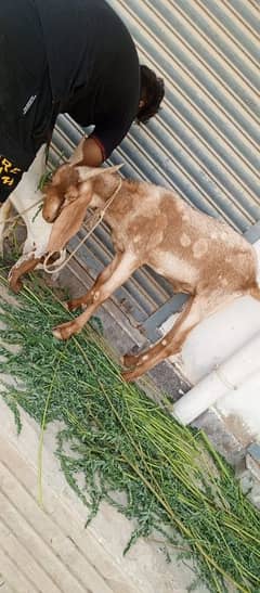 Bakra for Qurbani