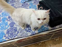 Persian