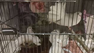 Pigeons