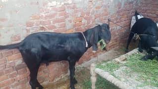 bakra
