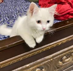 Persian