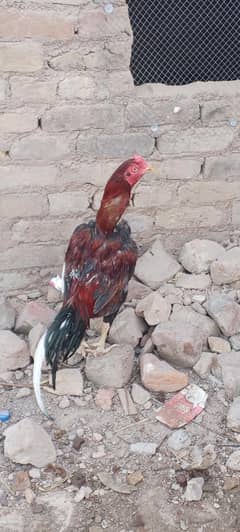 aseel