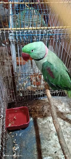 one parrots 40.000