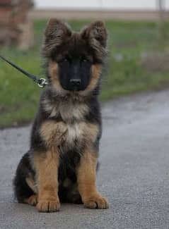 German