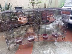 parrots cage