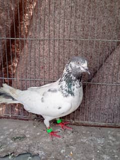 Pigeon