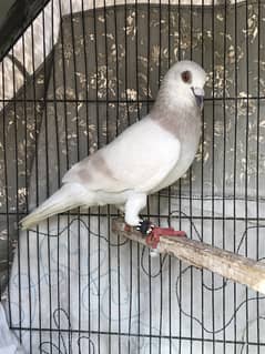 Breeders piar