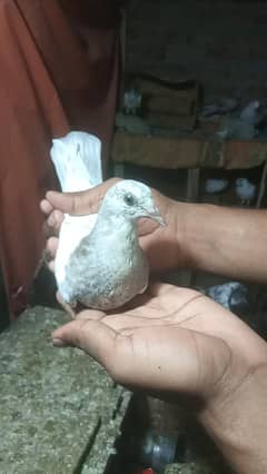 baby low flayer pair pegion kabootar