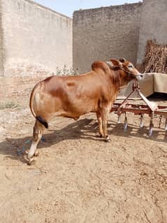 desi bachada ghar ka Pala hua 2025 kurbani ke liye