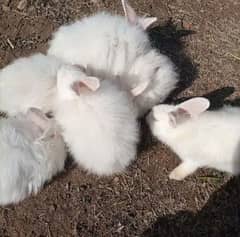 Angora Rabbit